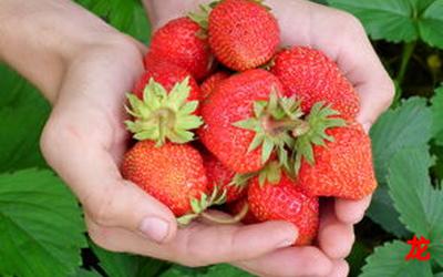 草莓ap-草莓ap提前看三话-草莓ap全集观看